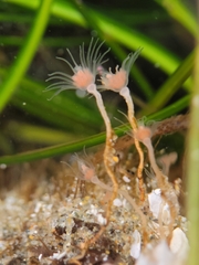 Ectopleura marina