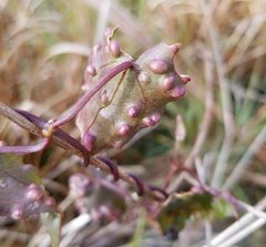 Puccinia spegazzinii