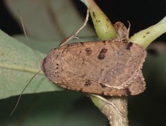 Abagrotis cupida