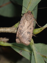Abagrotis cupida