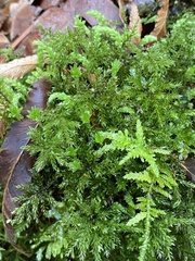 Leucolepis