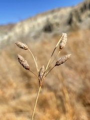 Fimbristylis thermalis