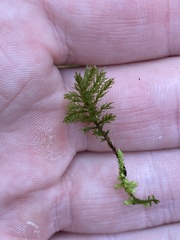 Leucolepis
