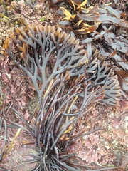 Ahnfeltiopsis linearis