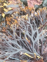 Ahnfeltiopsis linearis