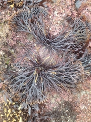 Ahnfeltiopsis linearis