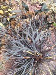 Ahnfeltiopsis linearis