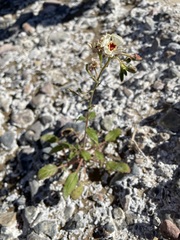 Chylismia claviformis aurantiaca