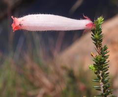Erica cerinthoides