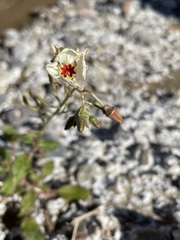 Chylismia claviformis aurantiaca