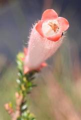 Erica cerinthoides