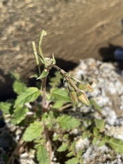 Chylismia claviformis aurantiaca