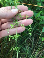 Galium tinctorium