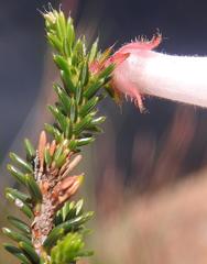 Erica cerinthoides