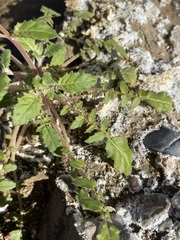 Chylismia claviformis aurantiaca