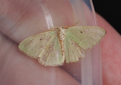 Nemoria lixaria