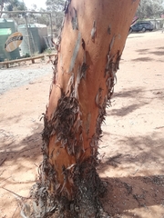 Eucalyptus stricklandii