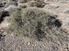 Ephedra funerea