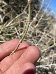 Ephedra funerea