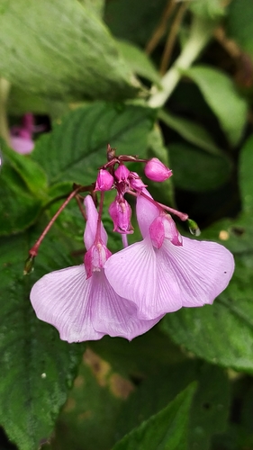Image of Impatiens maculata by (c) Amar Bharathy, some rights reserved (CC BY)