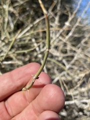 Ephedra funerea