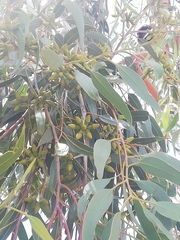 Eucalyptus stricklandii