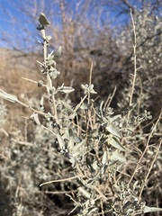 Atriplex torreyi