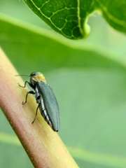 Agrilus