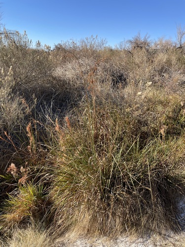 Image of Cladium californicum by (c) Matt Berger, some rights reserved (CC BY)