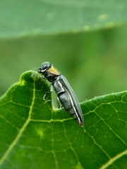 Agrilus