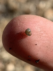 Pyrgulopsis merriami