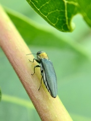 Agrilus
