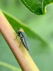Agrilus