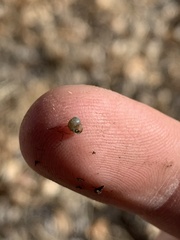 Pyrgulopsis merriami