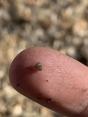 Pyrgulopsis merriami