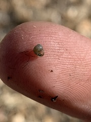 Pyrgulopsis merriami