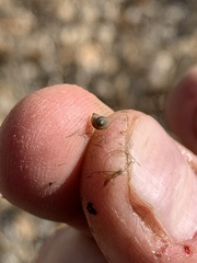 Pyrgulopsis merriami