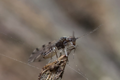 Ectopsocus californicus