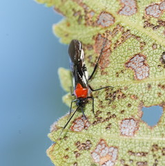 Trilaccus mimeticus