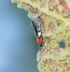 Trilaccus mimeticus