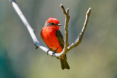 Pyrocephalus rubinus