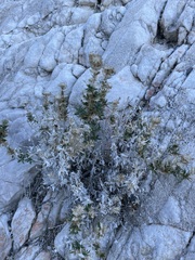 Hazardia brickellioides