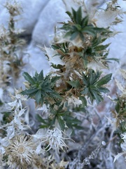 Hazardia brickellioides