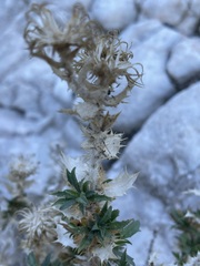 Hazardia brickellioides