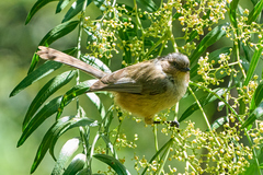 Psaltriparus minimus