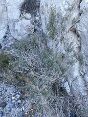 Brickellia longifolia multiflora
