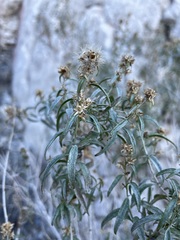 Brickellia longifolia multiflora