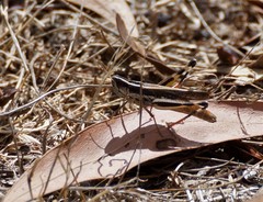 Macrotona securiformis