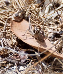 Macrotona securiformis