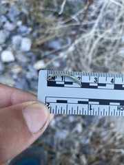 Brickellia longifolia multiflora